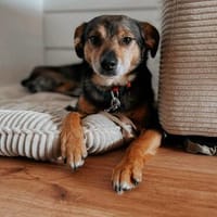 Laki  verschmuster Herzenshund sucht Zuhause, Hund zur Adoption