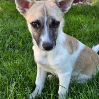 Amelie 30 cm (Jun 26) Pflegestelle, Hündin zur Adoption