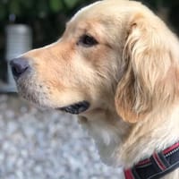 Noti, Hund zur Adoption