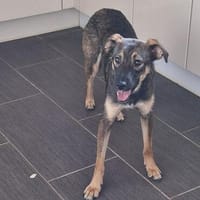 Adele sucht ein ruhiges Zuhause, Hündin zur Adoption