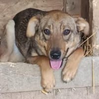 Amicitia - Das fröhliche Hundemädchen 🐾, Hündin zur Adoption