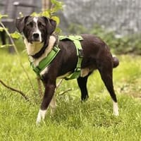 Lars - der Temperamentvolle sucht Geduld, Hund zur Adoption