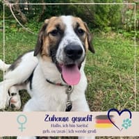 Sarita - liebevolle, sanft und gutmütig, Hündin zur Adoption