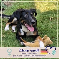 Matza - sucht ein liebevolles Zuhause, Hündin zur Adoption