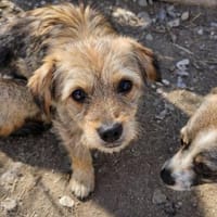 Ceviche, klein, jung und freundlich, Hündin zur Adoption