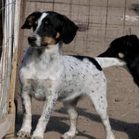 Nimo-freundlich und neugierig, Hund zur Adoption