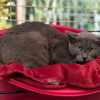 Nimbus CAB5711, chat à adopter