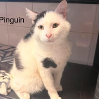 PINGOUIN, chat à adopter