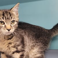 MOUSTACHE, chat à adopter