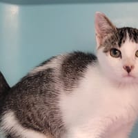 MIGOUSSE, chat à adopter