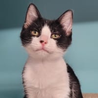 YING, chat à adopter