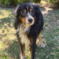 Lucky CAA15536, chien à adopter