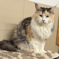 Pin UP CAB5752, chatte à adopter