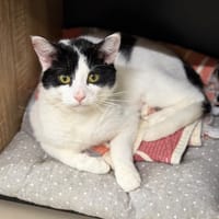 Onyx CAB5586, chat à adopter