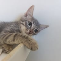 HARU, chat à adopter