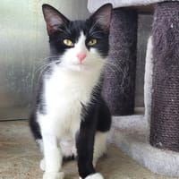 BIBI 2, chatte à adopter