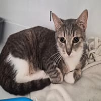 NUAGE, chatte à adopter