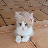 WILLY, chat à adopter