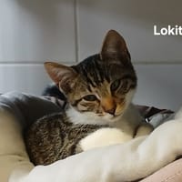 LOKITO, chat à adopter