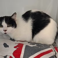 CHIRO, chatte à adopter