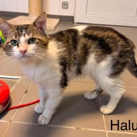 Halu, chat à adopter