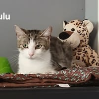 Lulu, chatte à adopter