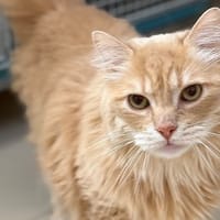Ti Pro CAB5751, chat à adopter