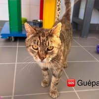 GUEPARD, chat à adopter