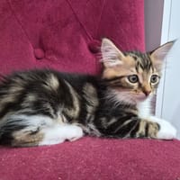 Soky, chat à adopter