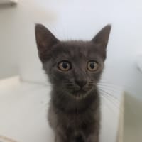 ANNA, chatte à adopter