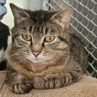 MARQUISE, chatte à adopter