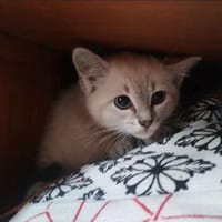 cristal, chatte à adopter