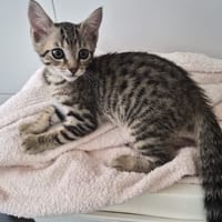 Rox, chat à adopter