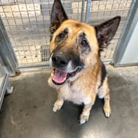 LOKY, chien à adopter