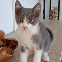 TERRY, chat à adopter