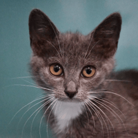 Bijoux, chatte à adopter