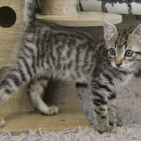 BUGSY, chat à adopter