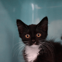 Robin, chat à adopter