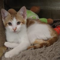 BISCOTTE, chatte à adopter