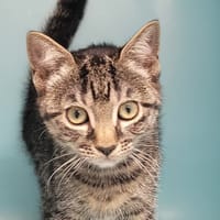 MICKETTE, chatte à adopter