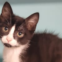 YANG, chat à adopter