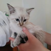 RUBY (RESERVE), chat à adopter