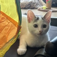 BLANCHON, chat à adopter