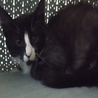 GAMAY (réservée), chatte à adopter
