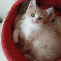 PONY, chatte à adopter