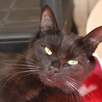 COMTESSE MIAOU HAB17651, chatte à adopter