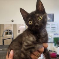 JERRY HAB17607, chat à adopter