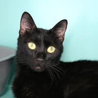 OONA HAB17604, chatte à adopter