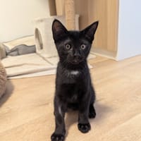 JAMIE QCT, chat à adopter
