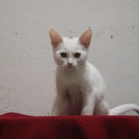 MISS GRIFFOUILLE HAB17653, chatte à adopter
